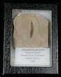 Fossil Caesalpinia Leaf - Green River Formation #16316-2